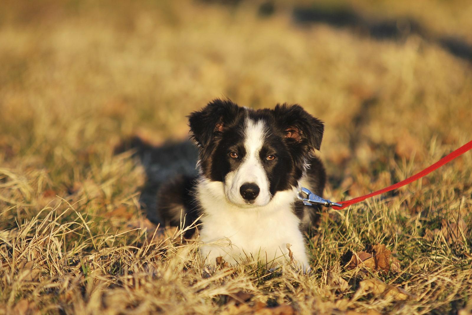 Black and white border collie on red leash lays in a field.