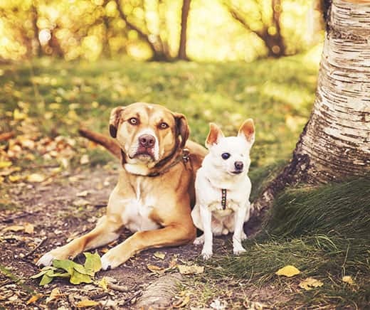 Large brown dog lying down next to a Chihuahua at the park.