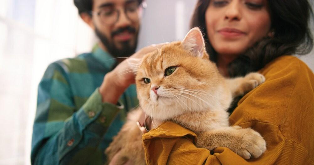 Primer plano de una alegre pareja joven india, esposa y marido, parados en la habitación de casa sosteniendo un lindo gato en las manos