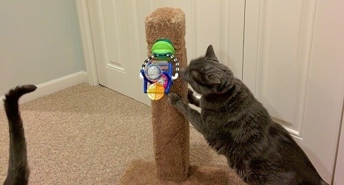Gato gris usando un rascador para gatos con un juguete infantil sujeto.