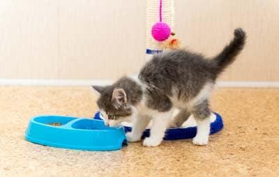 Gatito gris con blanco comiendo del plato