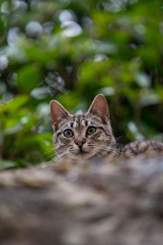 entrenando-gato