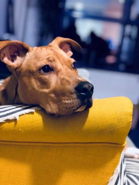 por qué mi perro no come