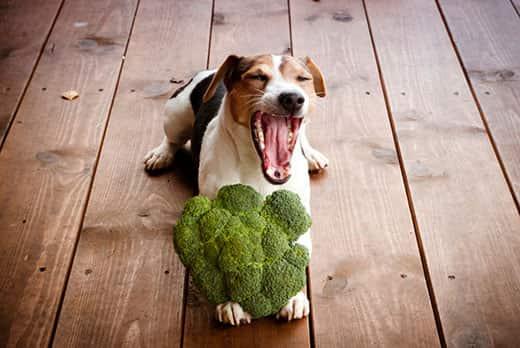 Un Jack Russell terrier tumbado en un suelo de madera bosteza con un brócoli entre las patitas.