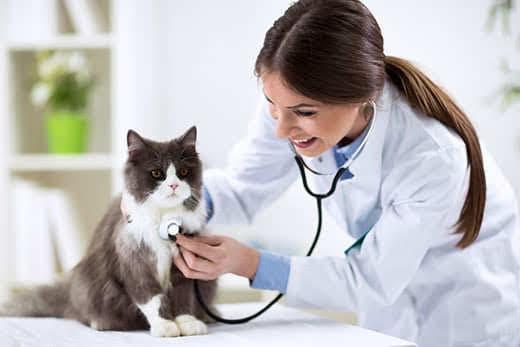 Gato persa con médico veterinario en la clínica veterinaria