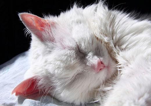 Hocico de gato blanco somnoliento tumbado sobre una tela ligera bajo los rayos del sol brillante