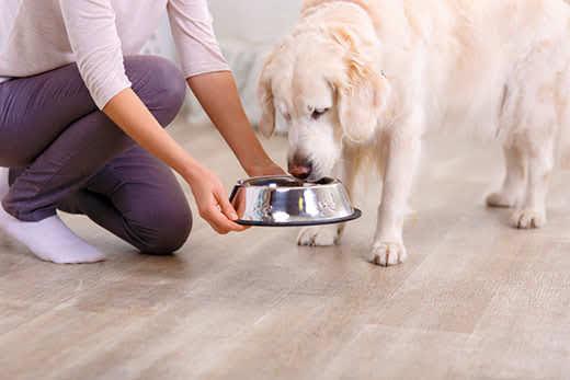 Los perros pueden comer zanahoria