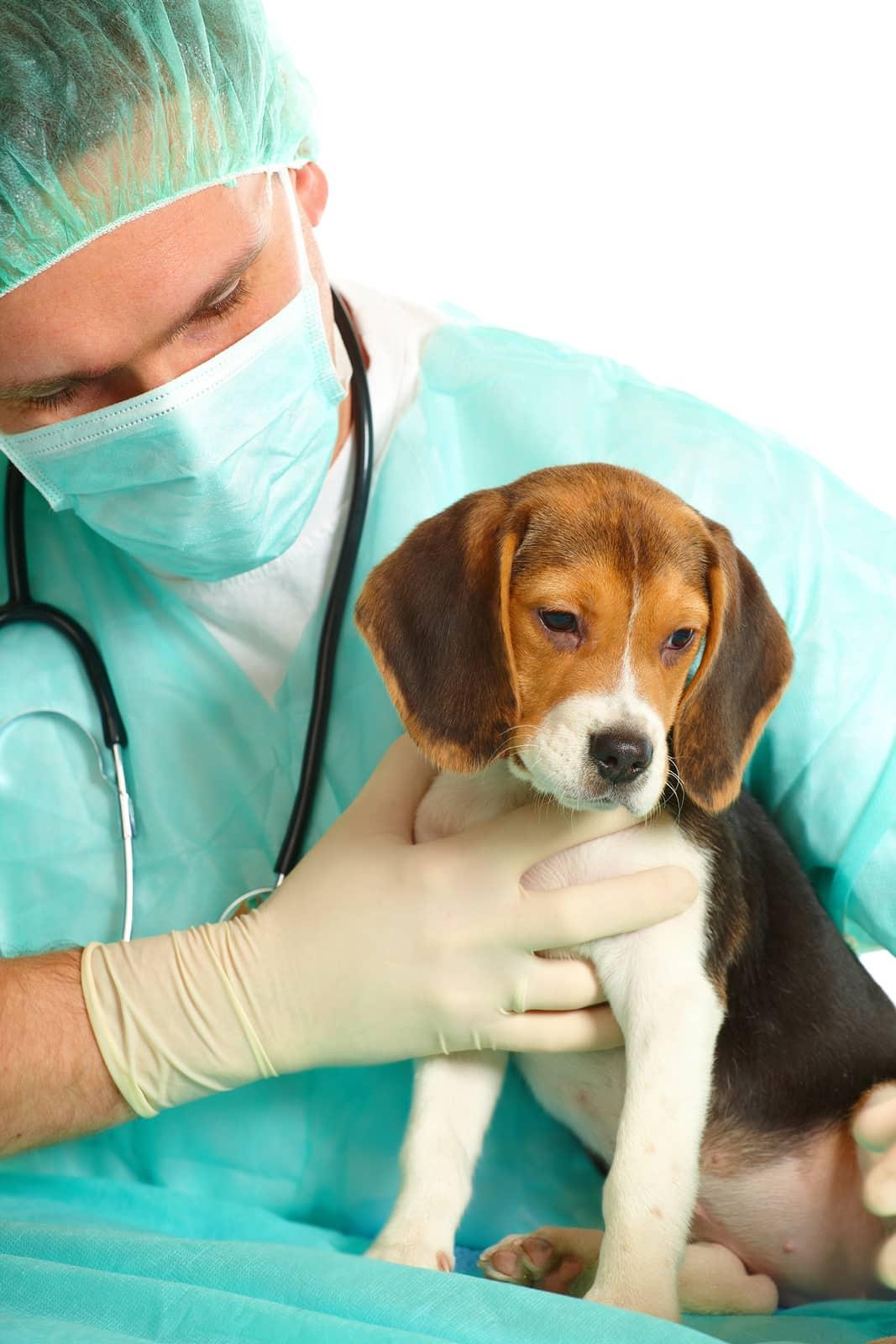 Médico veterinario cirujano haciendo un chequeo a un cachorro de beagle