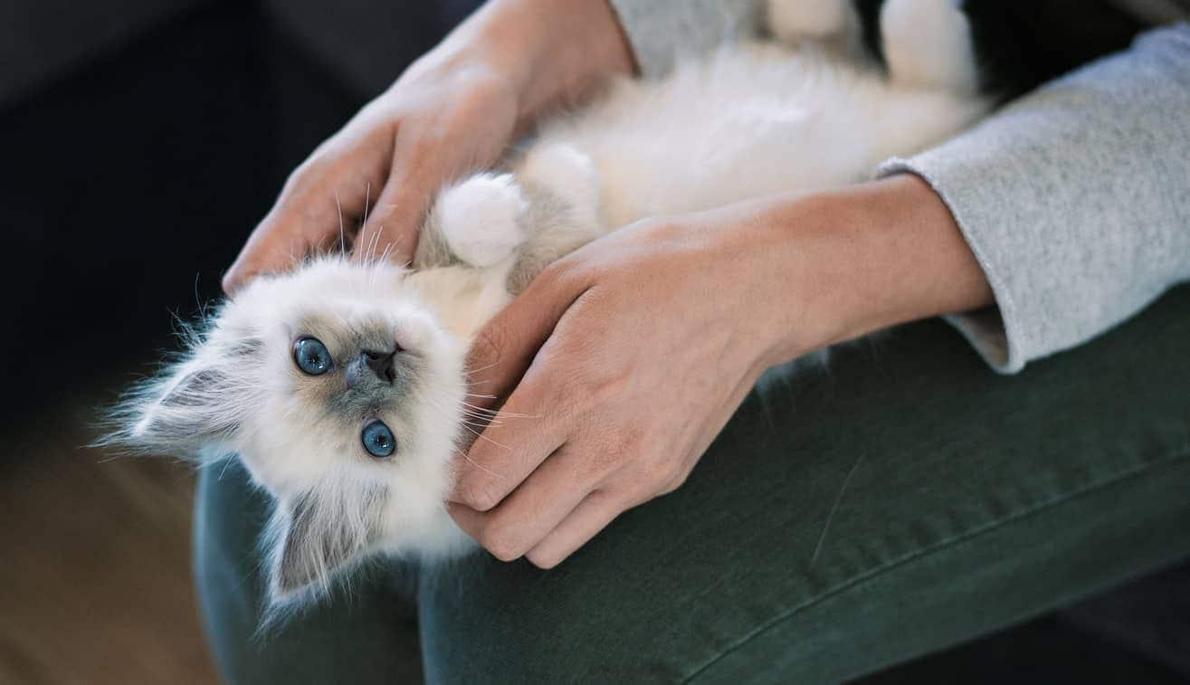 Gatito blanco de espaldas en el regazo de una persona.