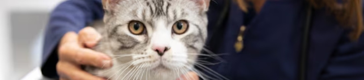 Gato en revisión veterinaria