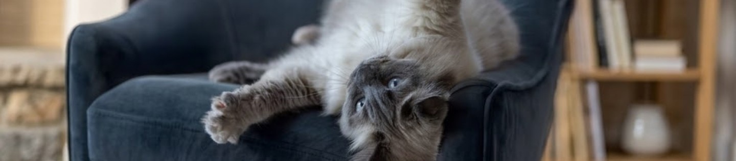 Gato siamés esponjoso jugando boca arriba en un sillón azul, con un fondo amplio de una sala de estar iluminada