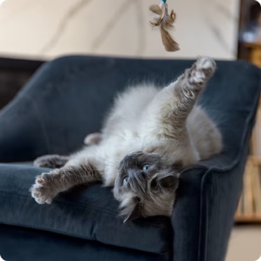 Gato siamés esponjoso jugando boca arriba en un sillón azul, con un fondo amplio de una sala de estar iluminada
