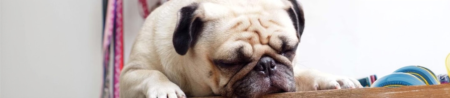Perro Pug acostado