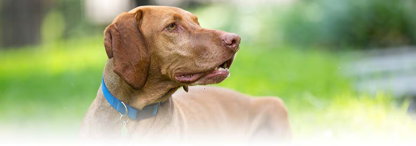 Fotografía de un perro Vizsla