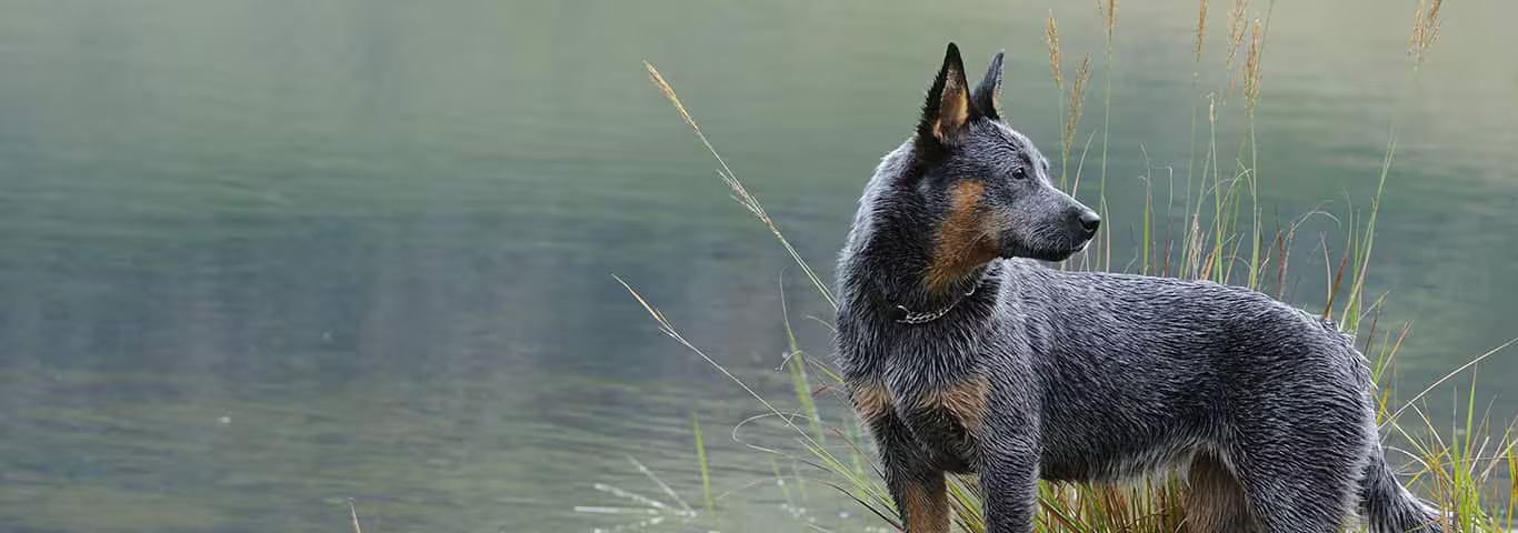 Fotografía de un perro pastor ganadero australiano