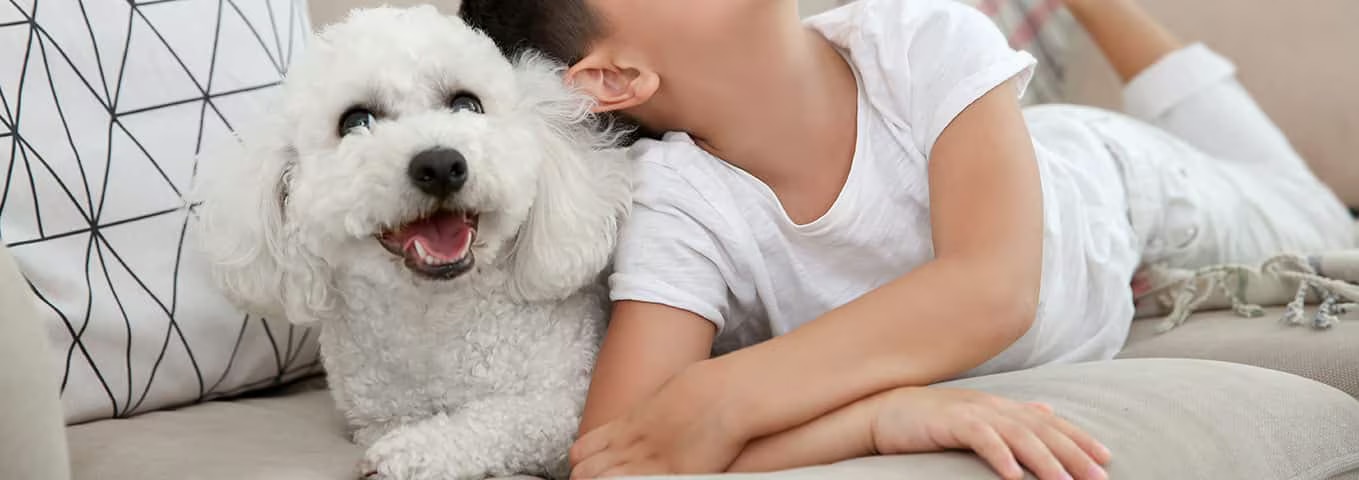 Fotografía de un perro Bichón Frisé