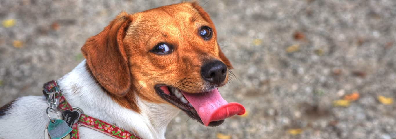 Fotografía de un perro salchicha