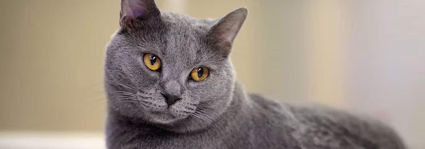 Fotografía de un gato Chartreaux