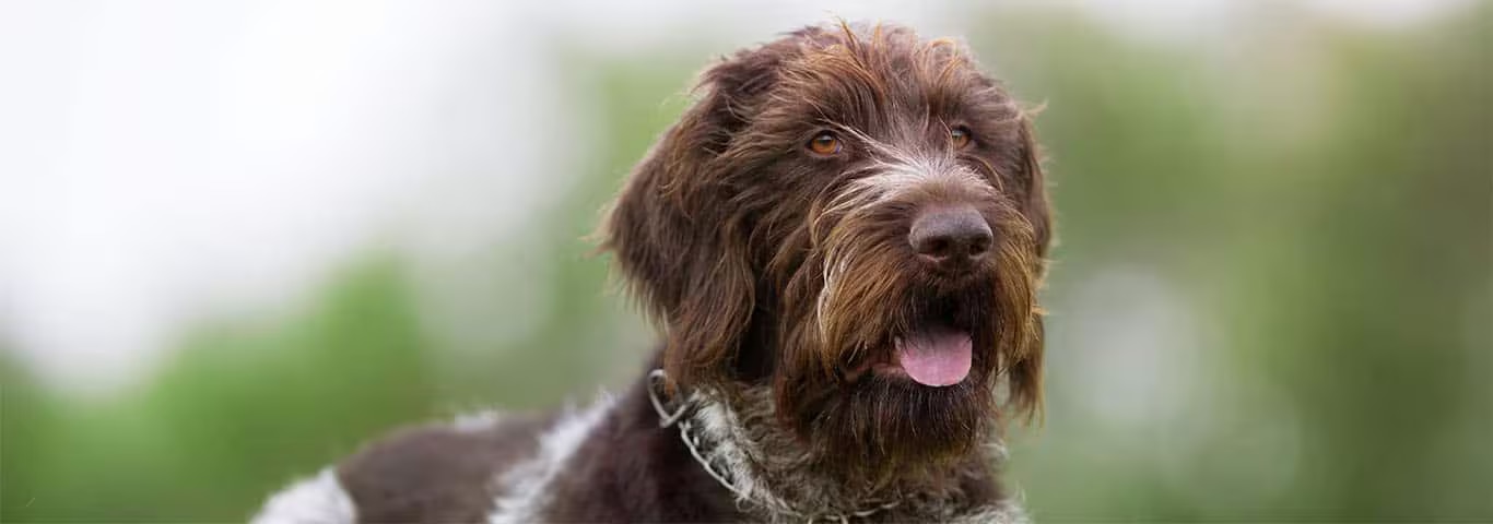Fotografía de un perro Braco Alemán de Pelo Duro