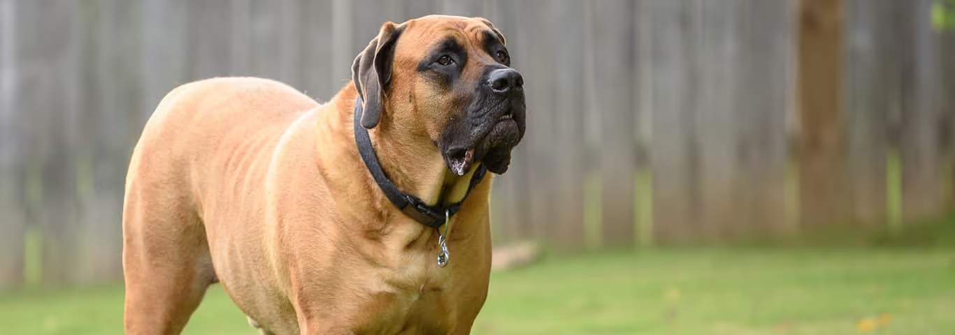 Foto de un perro mastín