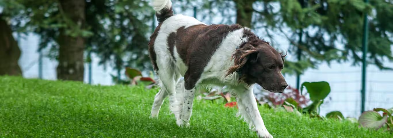 Fotografía de un perro setter inglés
