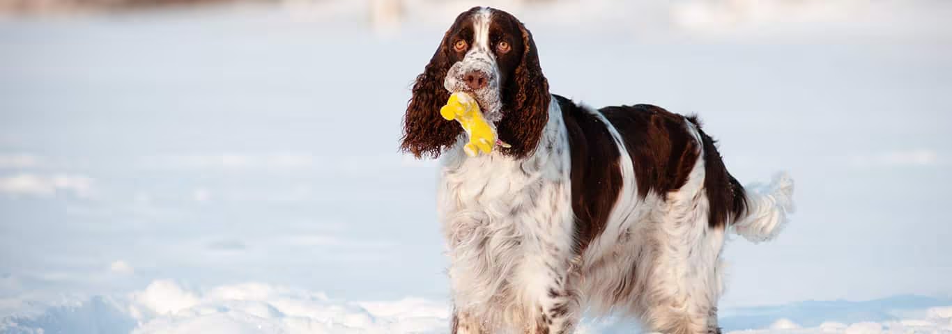 Fotografía de un perro Springer Spaniel Inglés