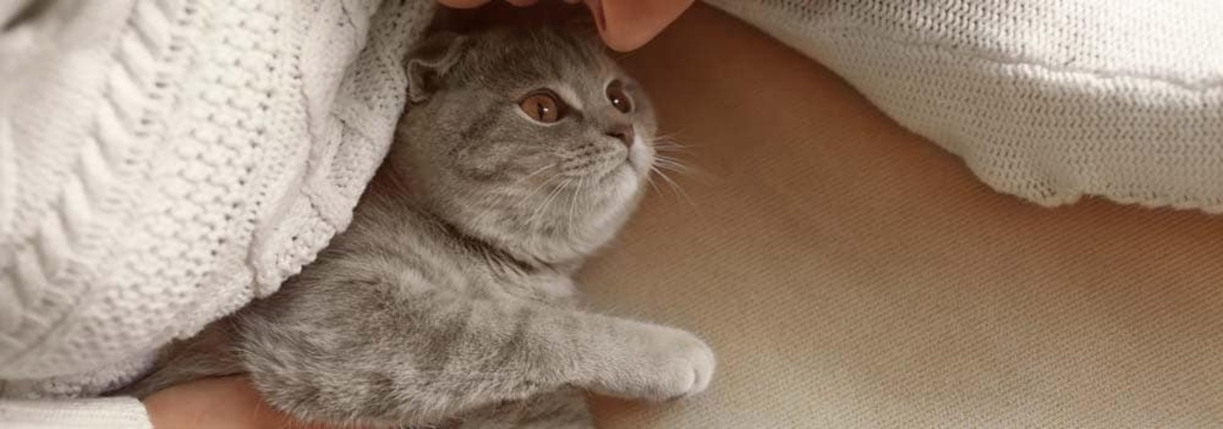 Fotografía de un gato británico de pelo corto