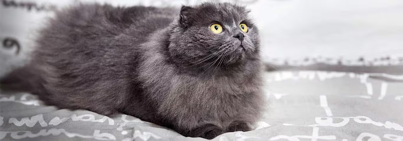 Fotografía de un gato Highland Fold