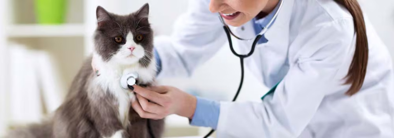 Foto de un gato persa