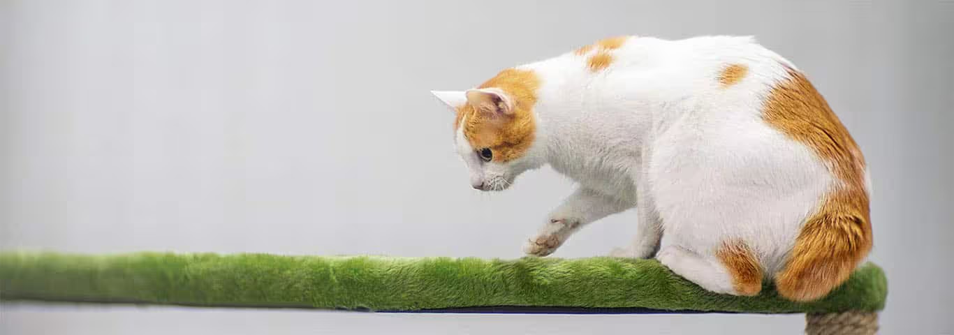 Fotografía de un gato Bobtail japonés