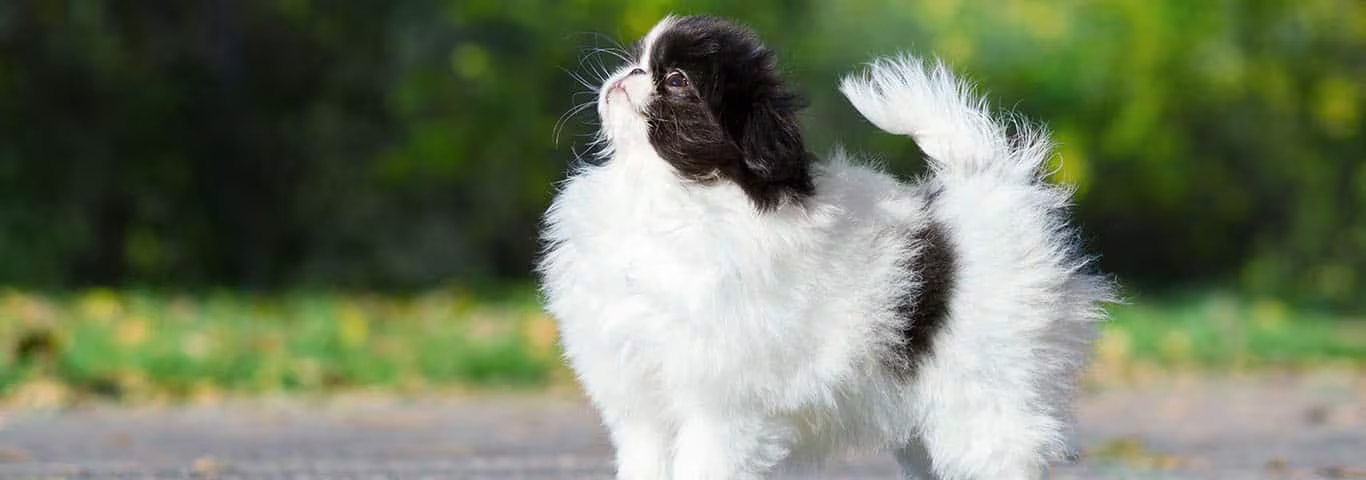 Fotografía de un perro Chin japonés
