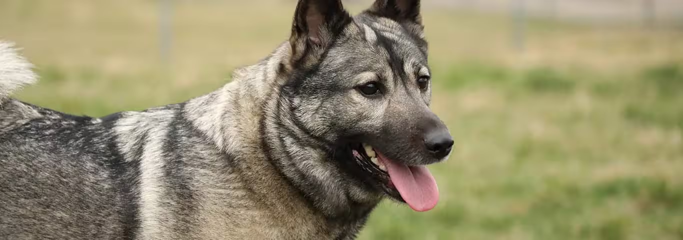 Fotografía de un perro cazador de alces noruego
