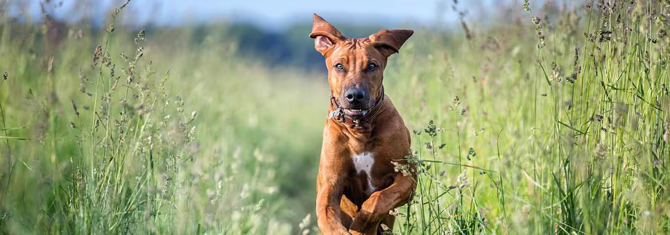 Fotografía de un perro Rhodesian Ridgeback