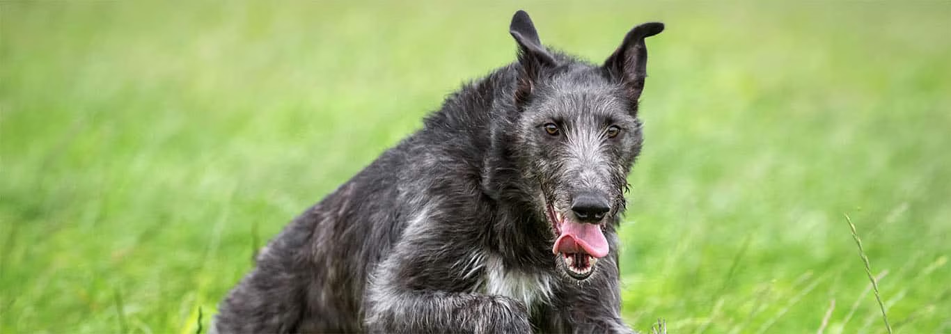 Fotografía de un perro Scottish Deerhound