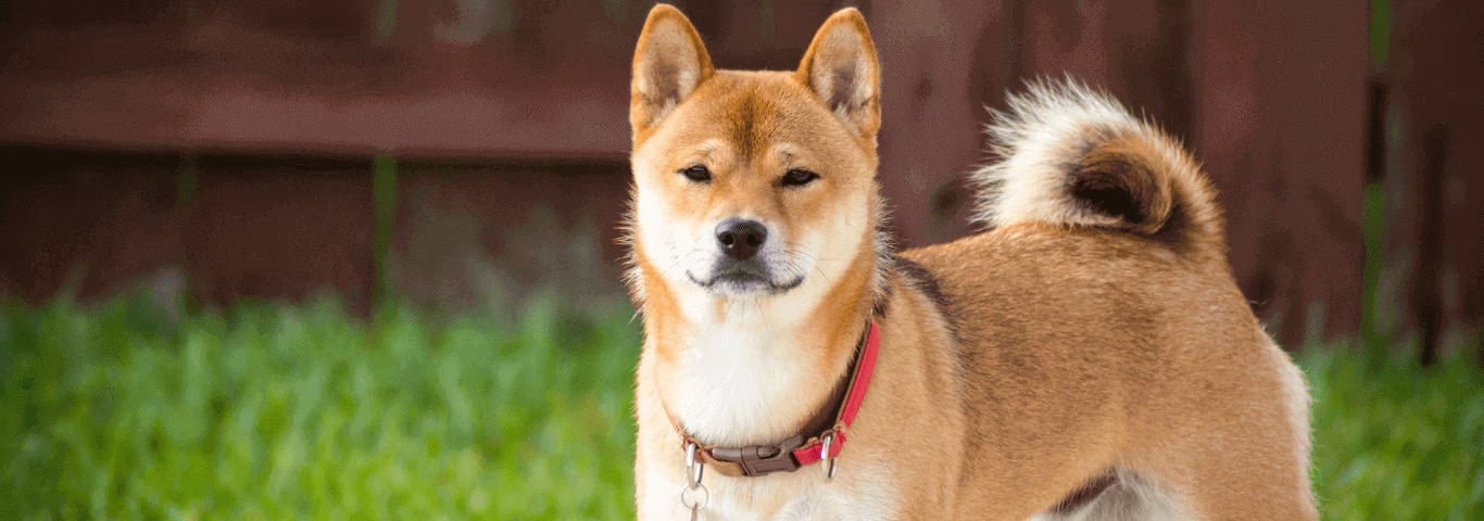 Fotografía de un perro Shiba Inu