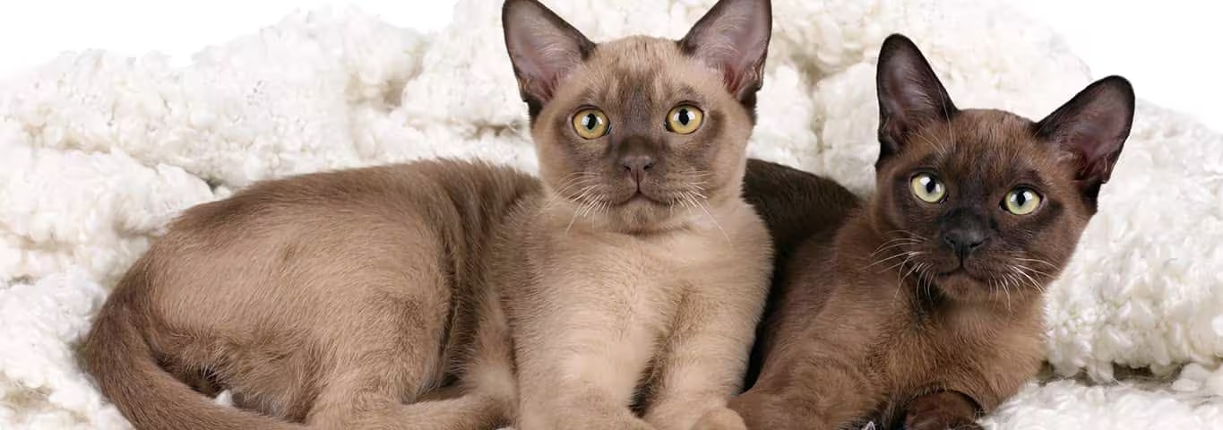 Fotografía de un gato birmano