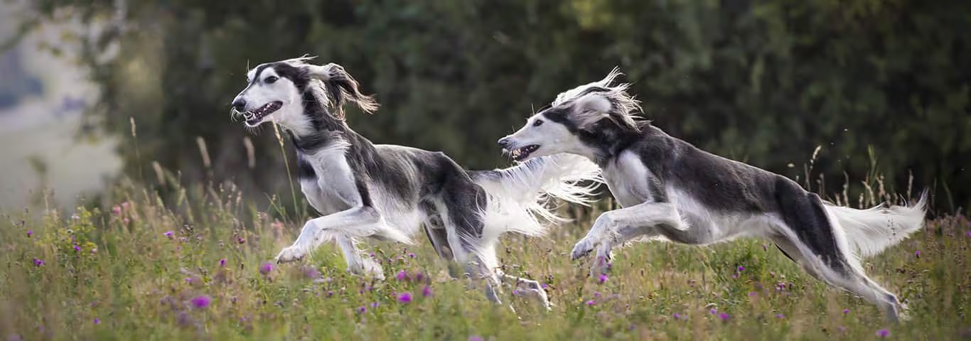Fotografía de un perro Saluki