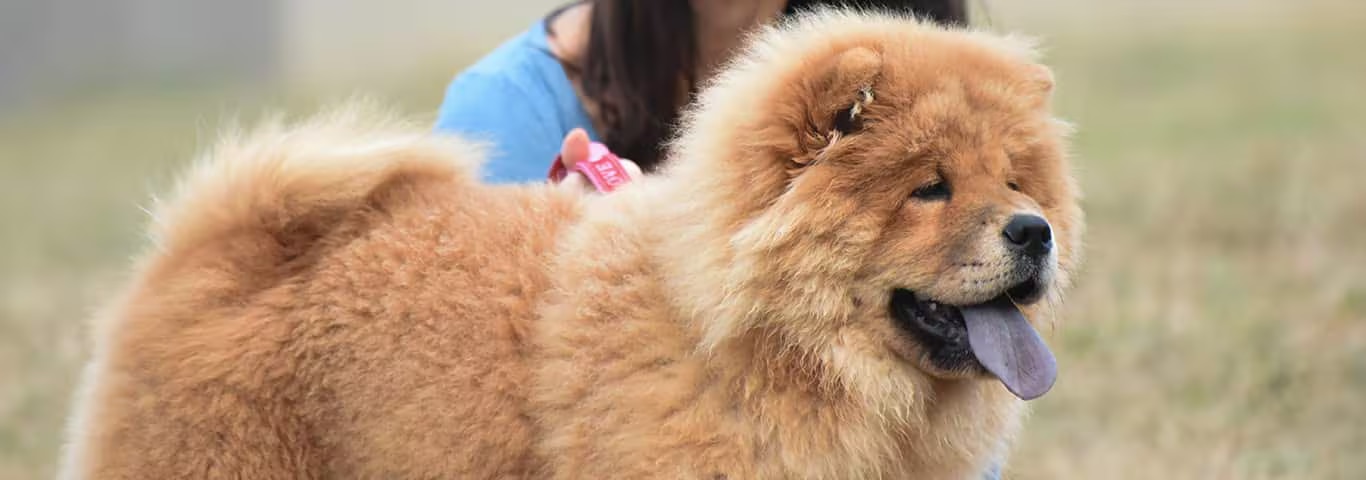 Fotografía de un perro Chow Chow