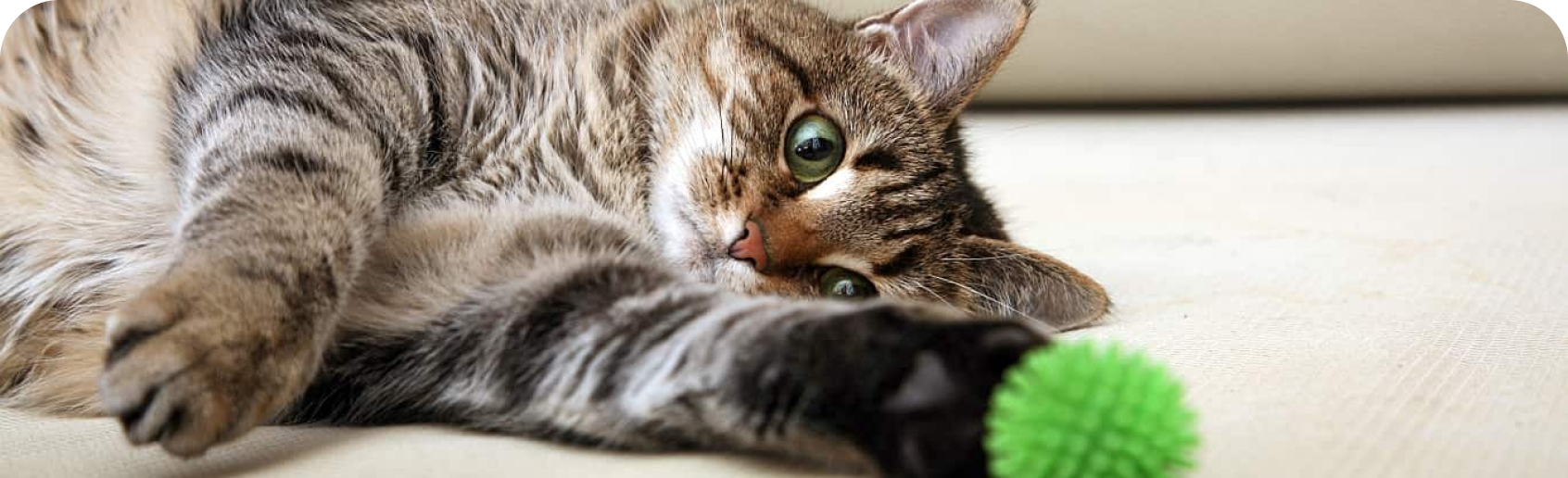 un gato acostado en el suelo con una pelota verde cerca