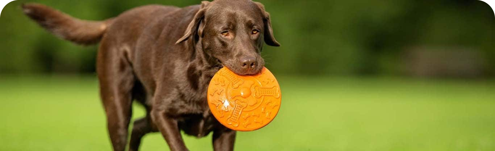 un perro jugando con un disco