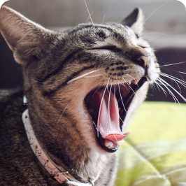 un gato bostezando