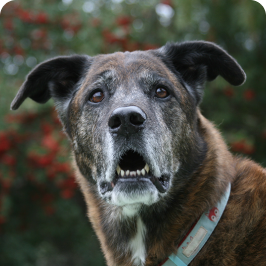 un perro luciendo confundido