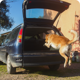 un perro teniendo problemas para saltar al coche