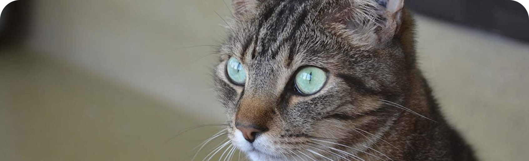 Un gato