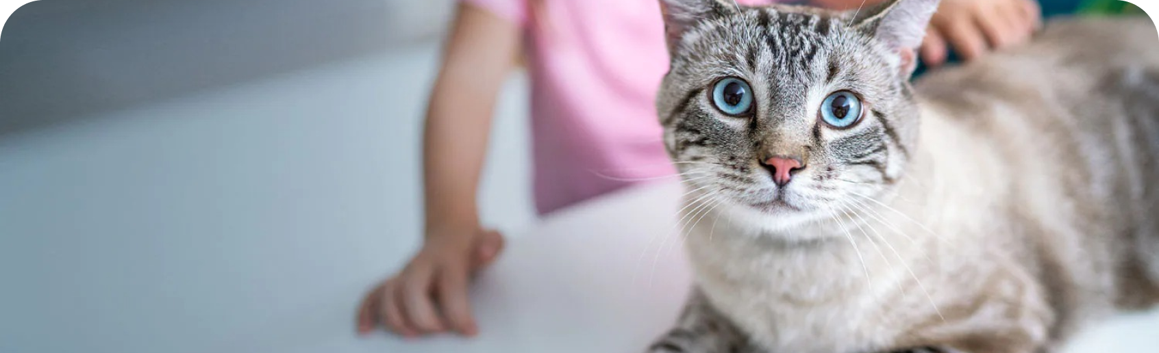 un gato sentado en una mesa