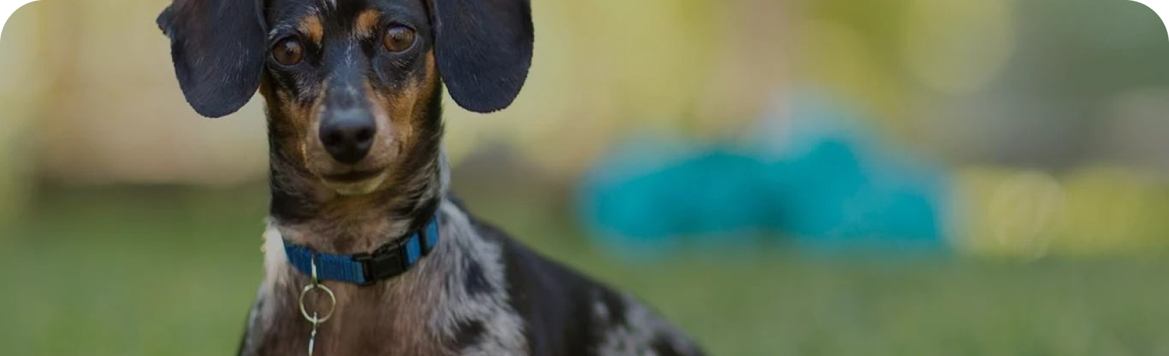 un perro sentado en la hierba