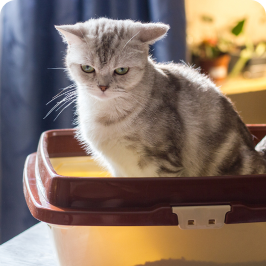un gato haciendo popó en la caja de arena