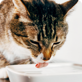 un gato bebiendo agua de un tazón