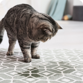 un gato orinando sobre la alfombra