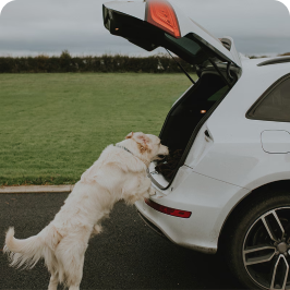 un perro tiene problemas para saltar al coche